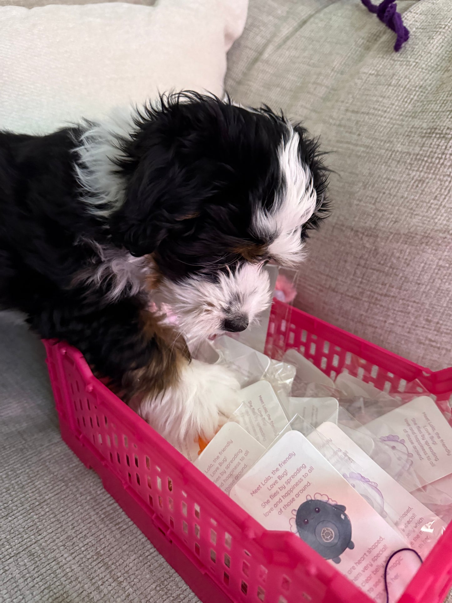 Puppy Picks Your Love Bug
