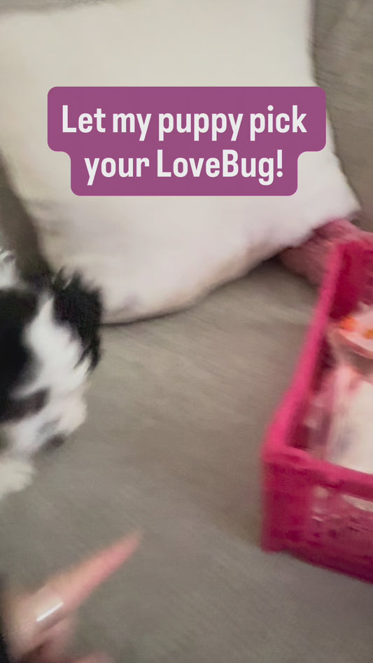 Puppy Picks Your Love Bug